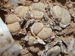 Lithops herrei plant bodies sunken